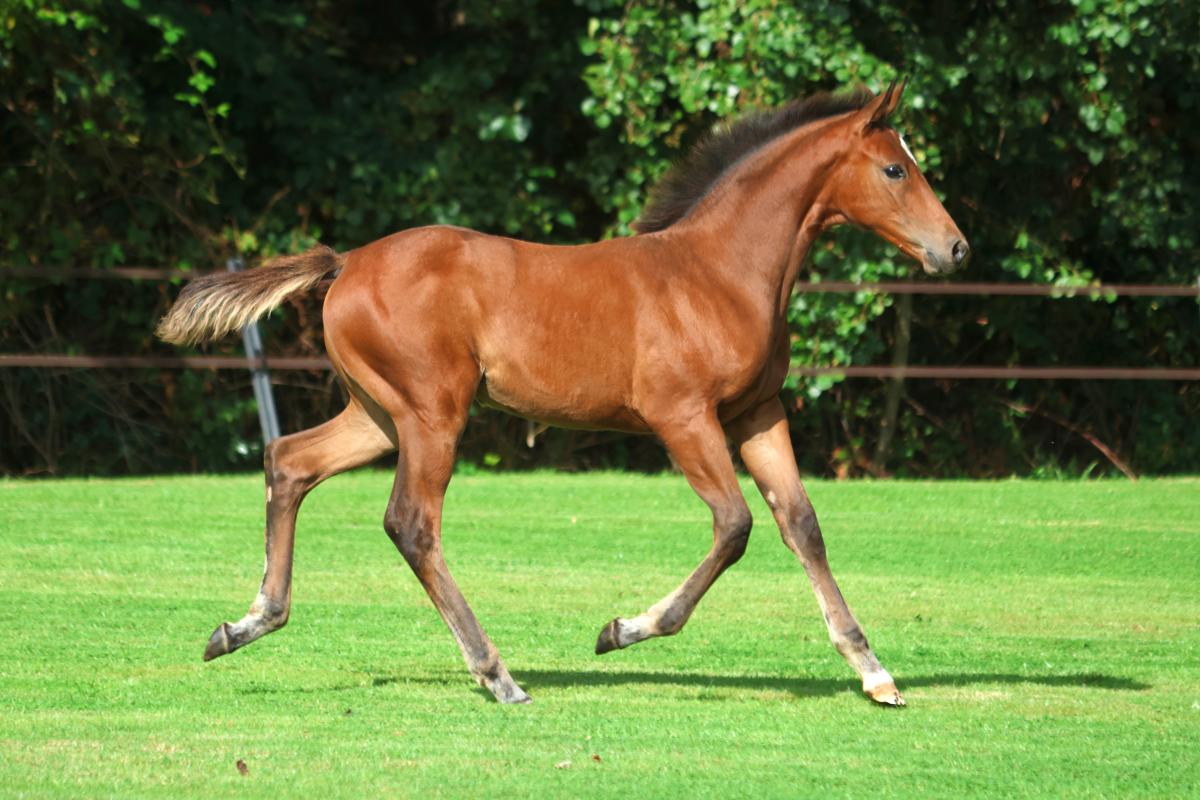 paard-3j3a5053.jpeg