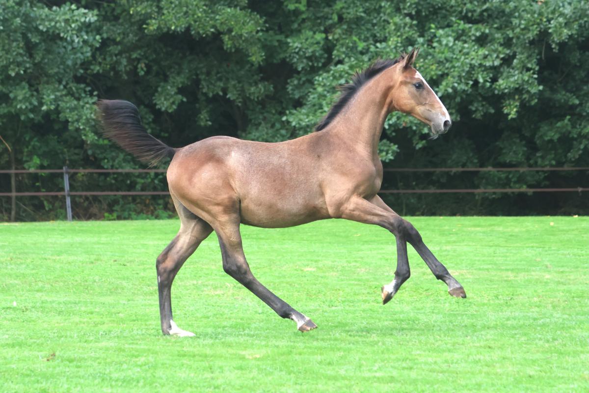 paard-3j3a5089-222047.jpeg
