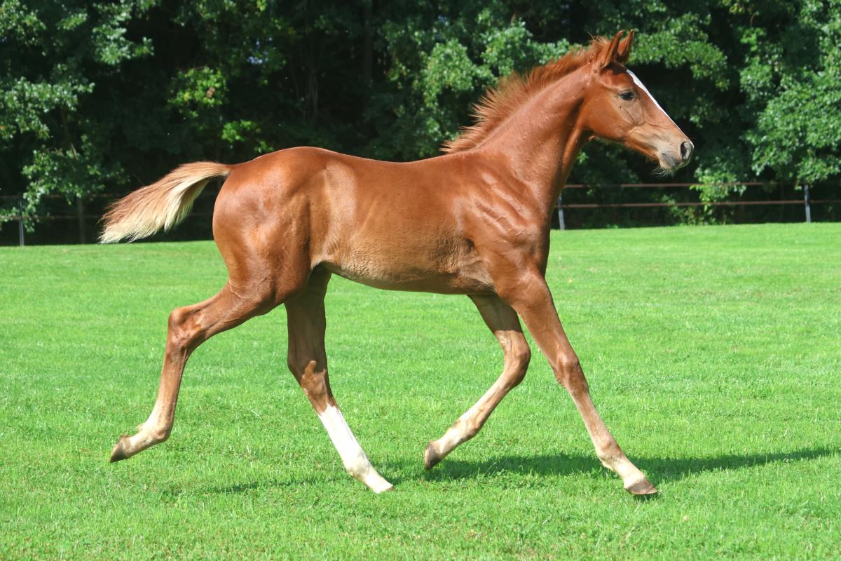 paard-3j3a5149.jpeg