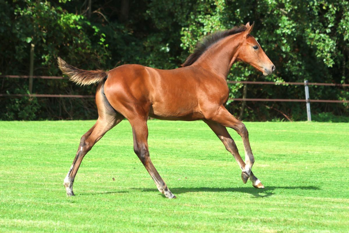 paard-3j3a5213.jpeg
