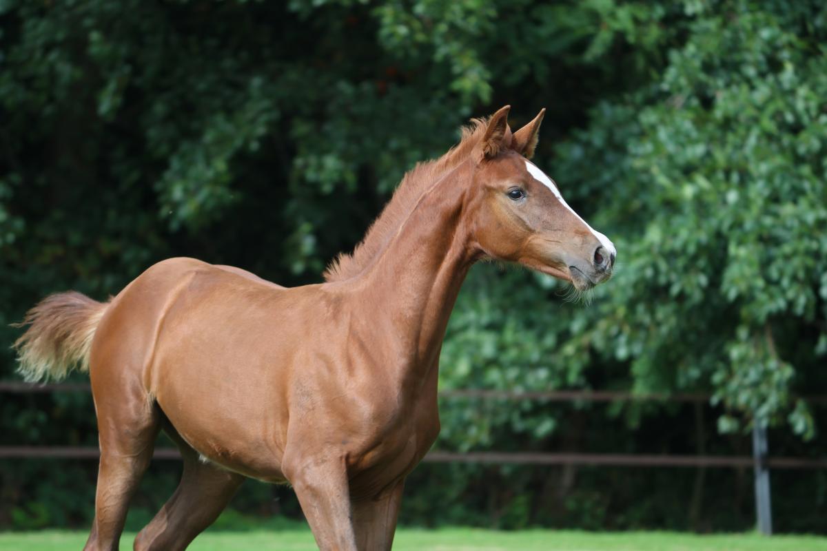 paard-3j3a5308.jpeg