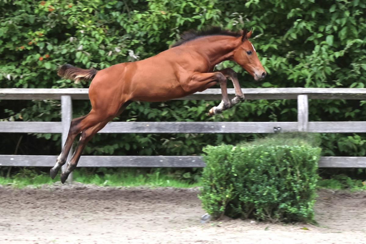 paard-3j3a5330.jpeg