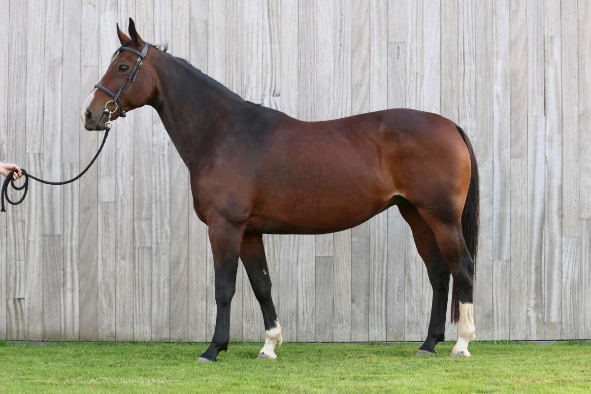paard-3j3a5367-1.jpeg