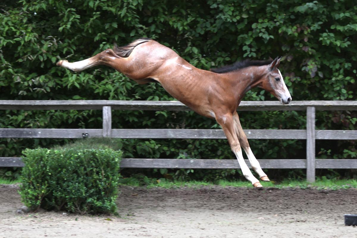 paard-3j3a5566-1.jpeg