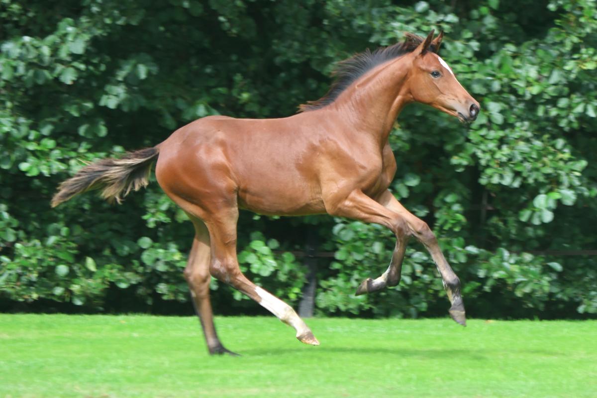 paard-3j3a5625-2.jpeg