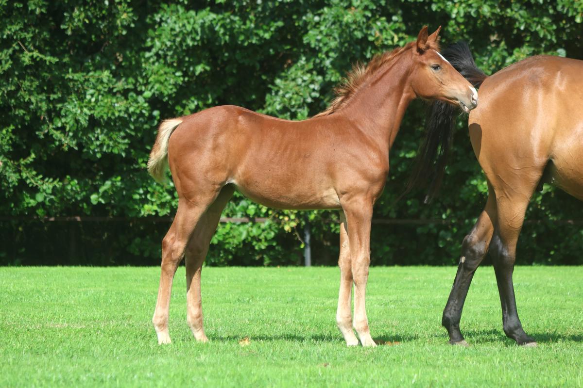 paard-3j3a5971.jpeg
