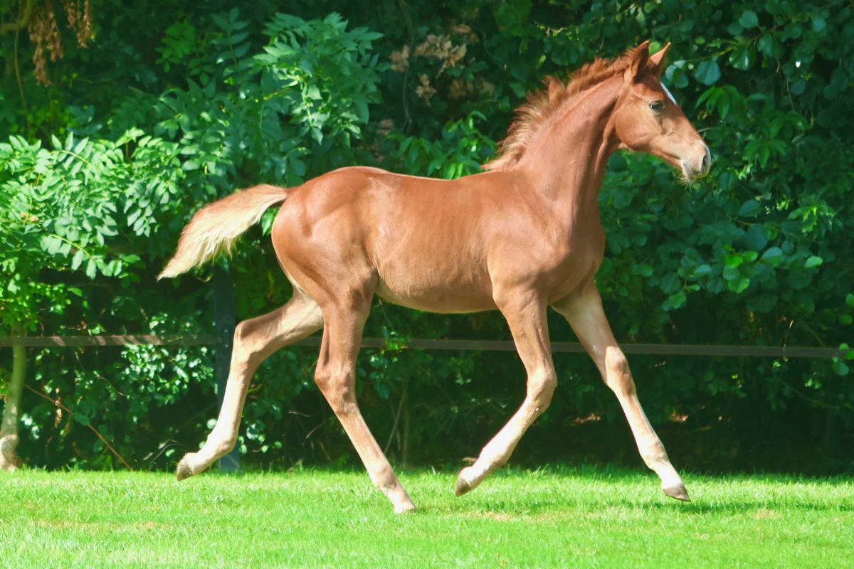 paard-3j3a6066.jpeg
