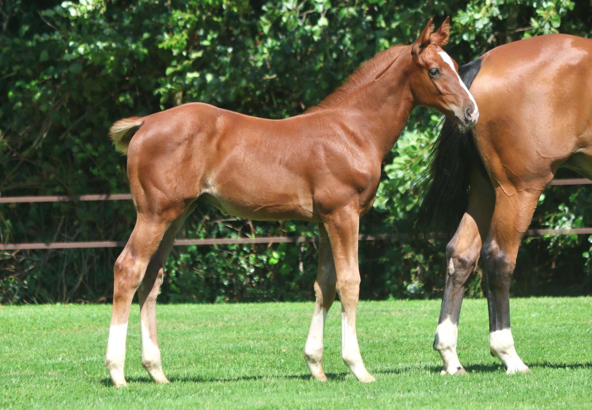 paard-3j3a6686-1.jpeg