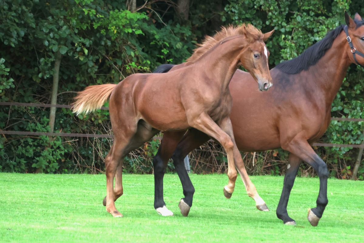 paard-3j3a6737.jpeg