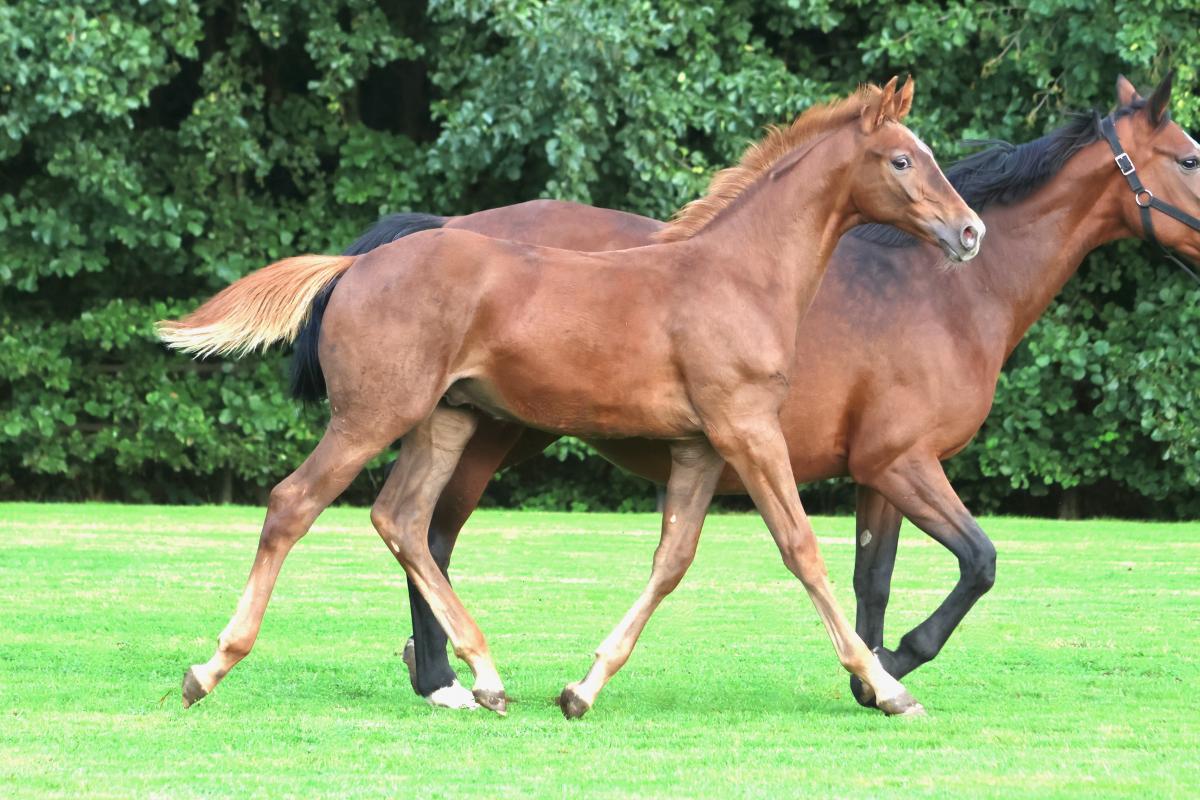 paard-3j3a7148.jpeg