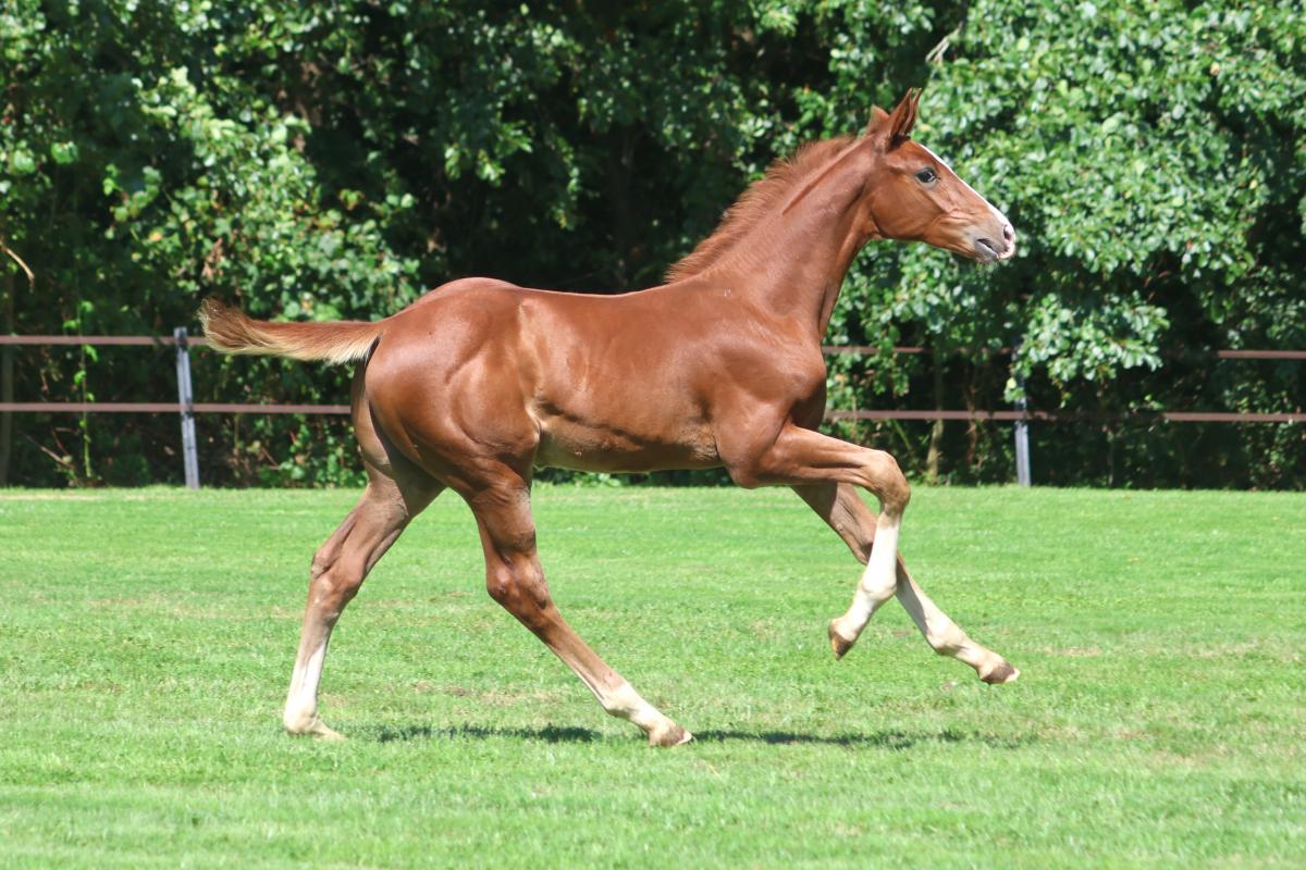 paard-3j3a7398.jpeg