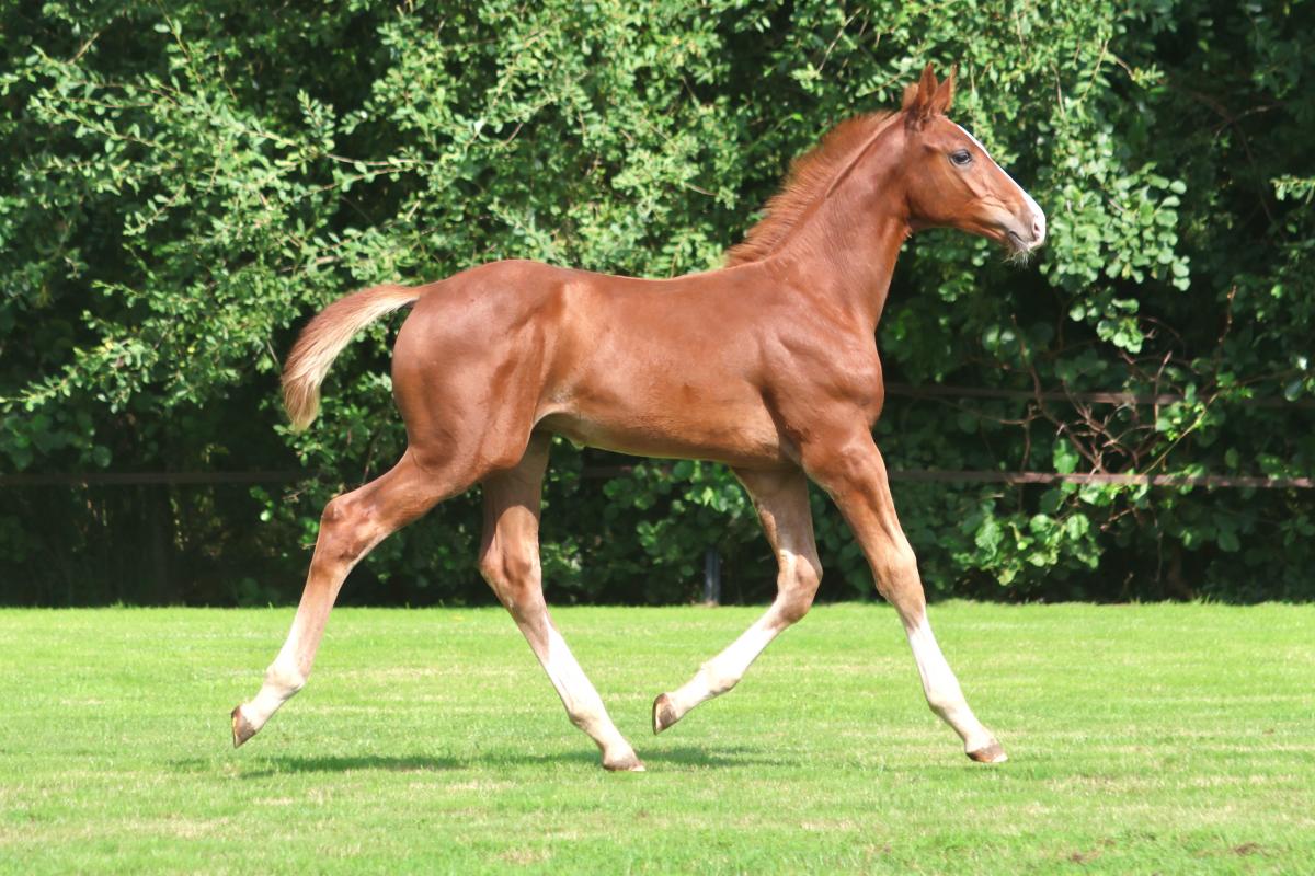 paard-3j3a7639.jpeg
