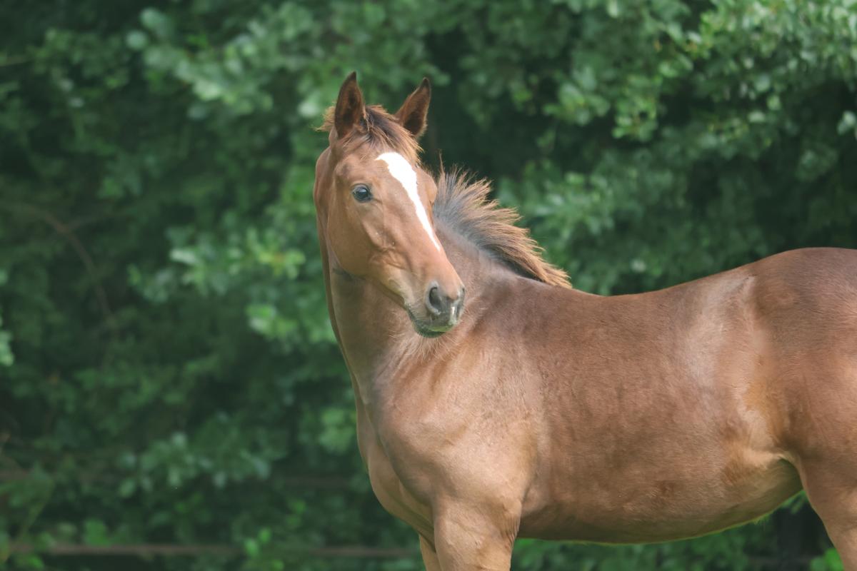 paard-3j3a7871.jpeg