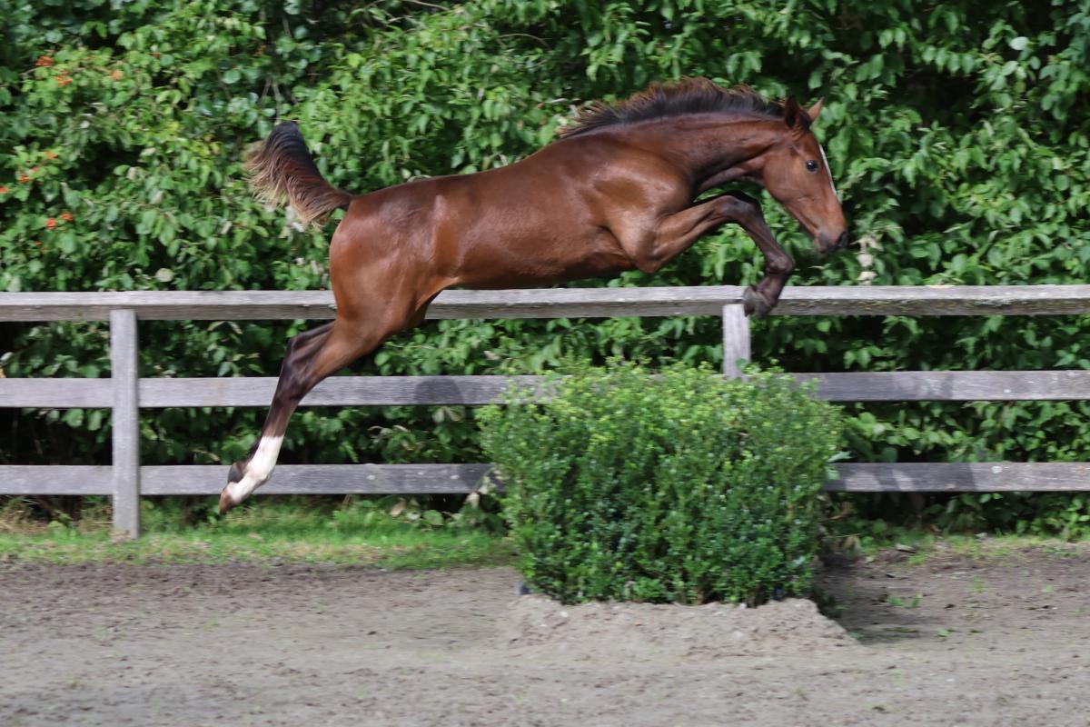 paard-3j3a7910-1.jpeg