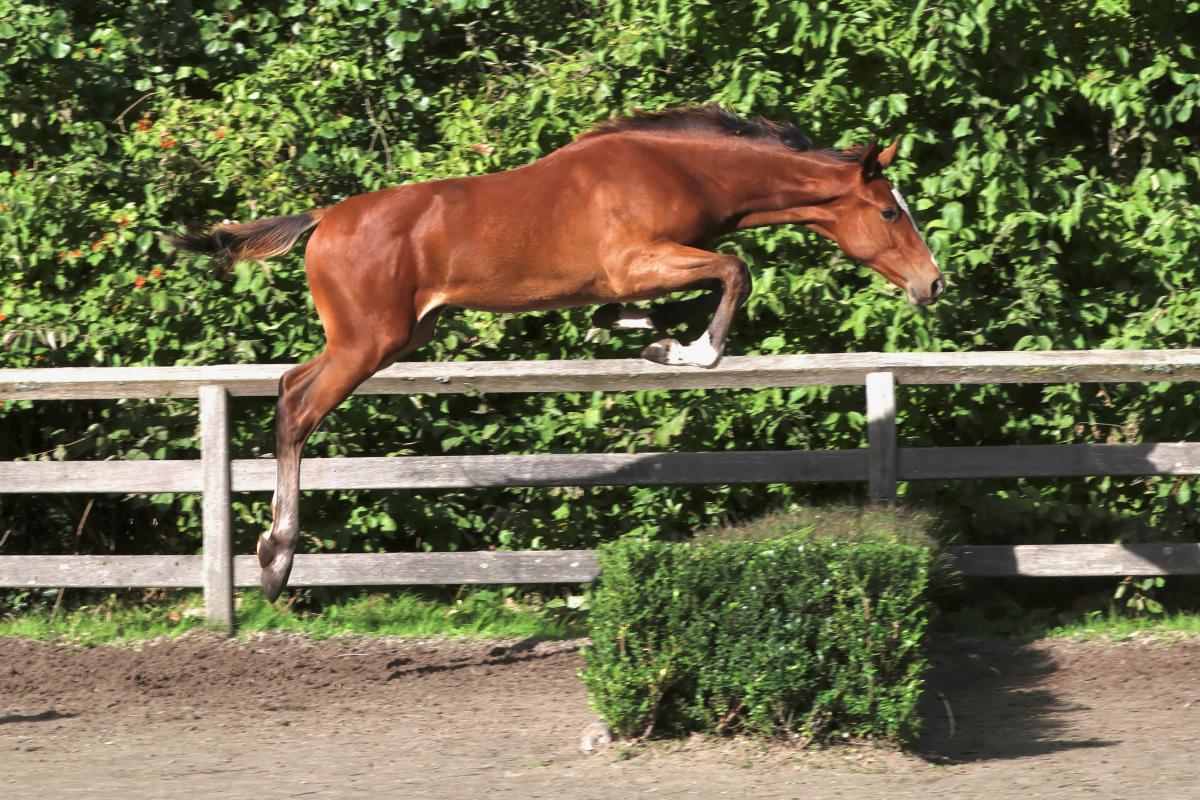 paard-3j3a7953.jpeg