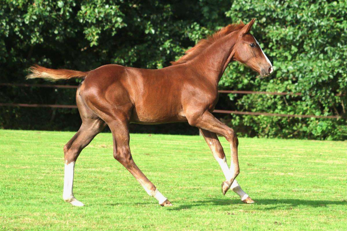 paard-3j3a8199.jpeg