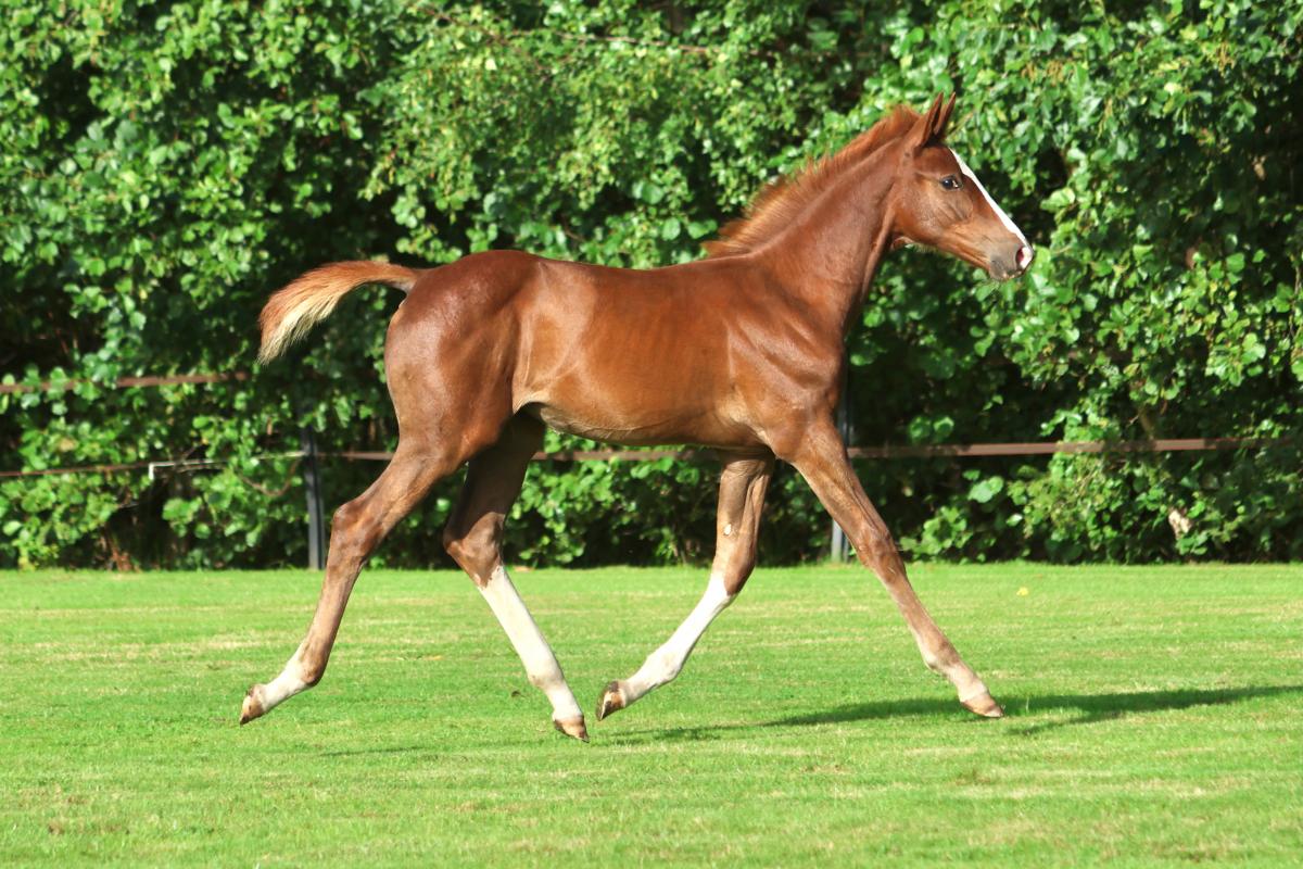 paard-3j3a8352.jpeg