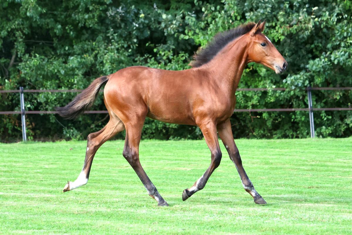 paard-3j3a8370.jpeg