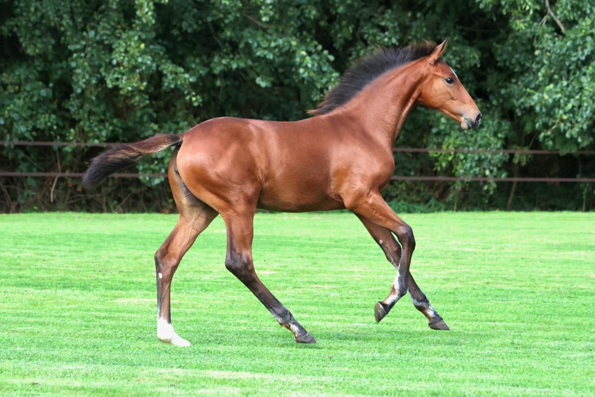 paard-3j3a8391-1.jpeg