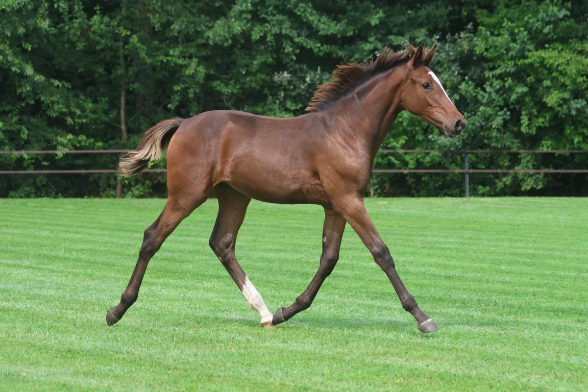 paard-3j3a8473.jpeg