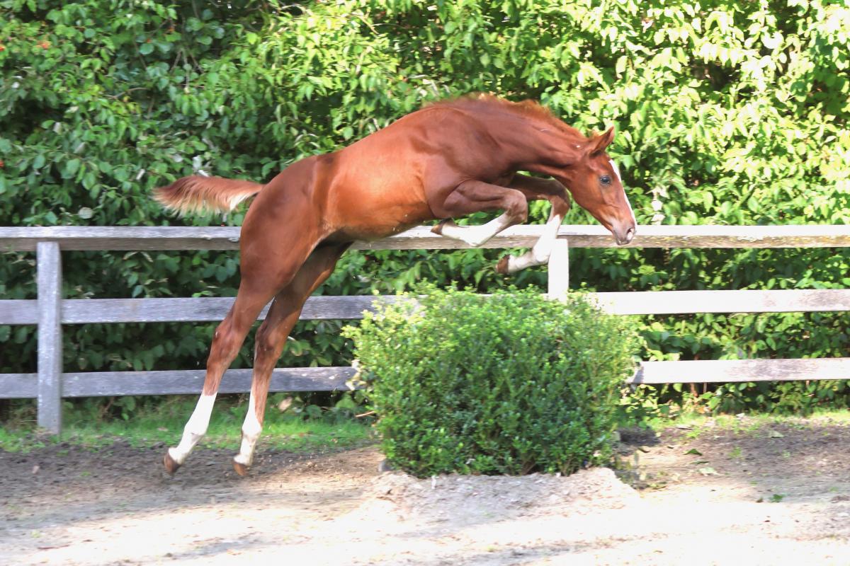 paard-3j3a8650.jpeg