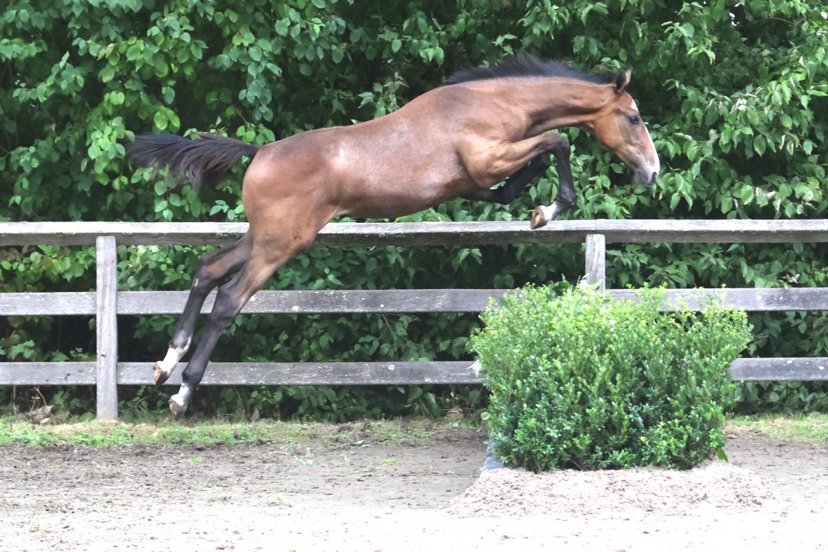paard-3j3a8675.jpeg