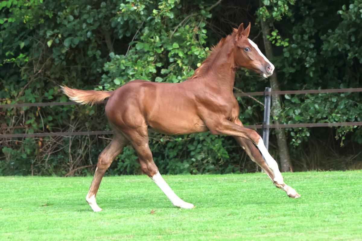 paard-3j3a8747.jpeg