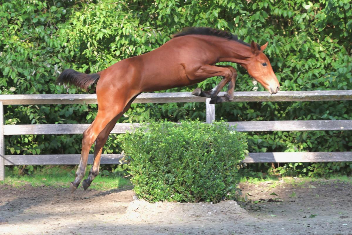 paard-3j3a8797-2.jpeg