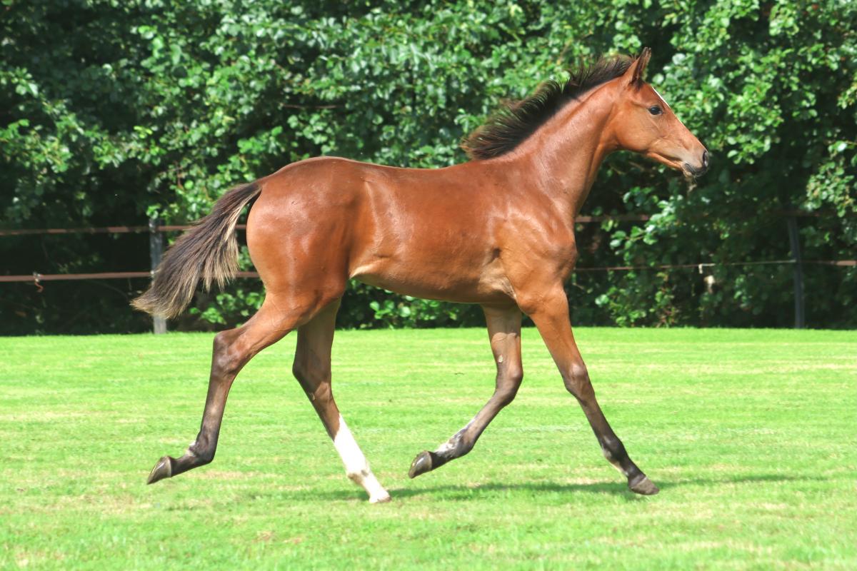 paard-3j3a8818.jpeg