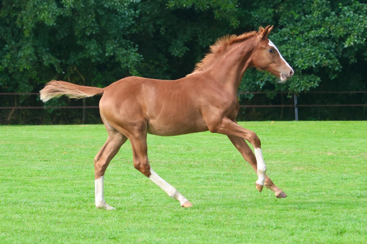 paard-3j3a8905.jpeg