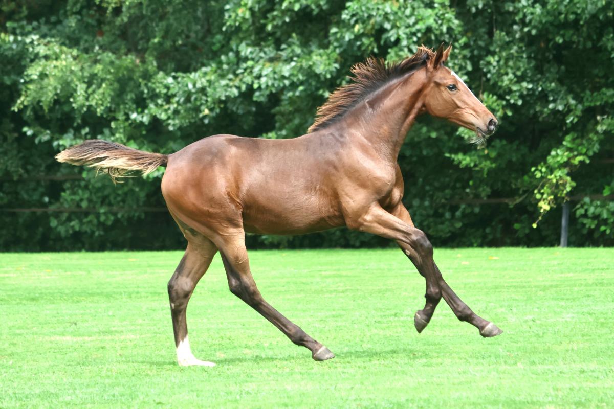 paard-3j3a8931-1.jpeg