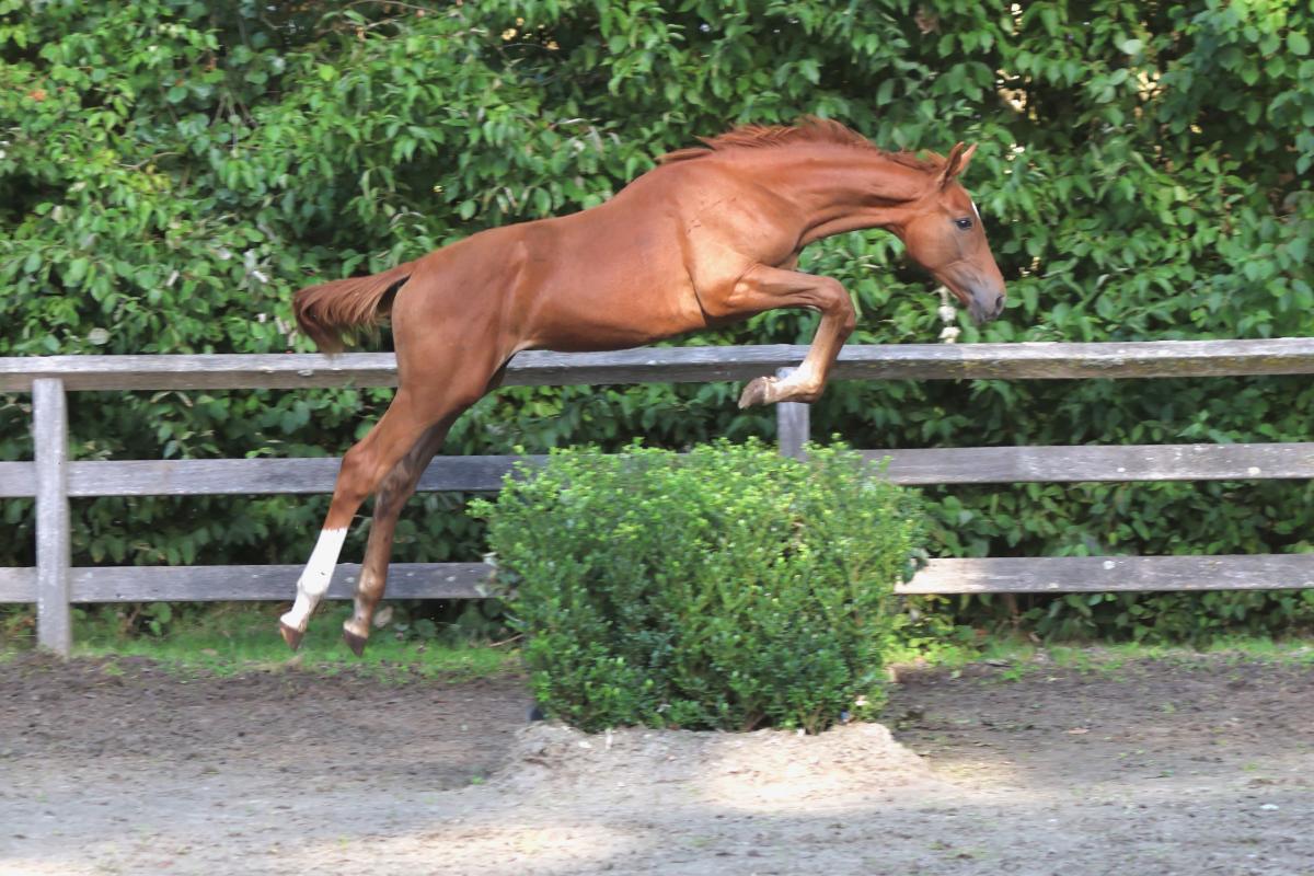 paard-3j3a9069-1.jpeg
