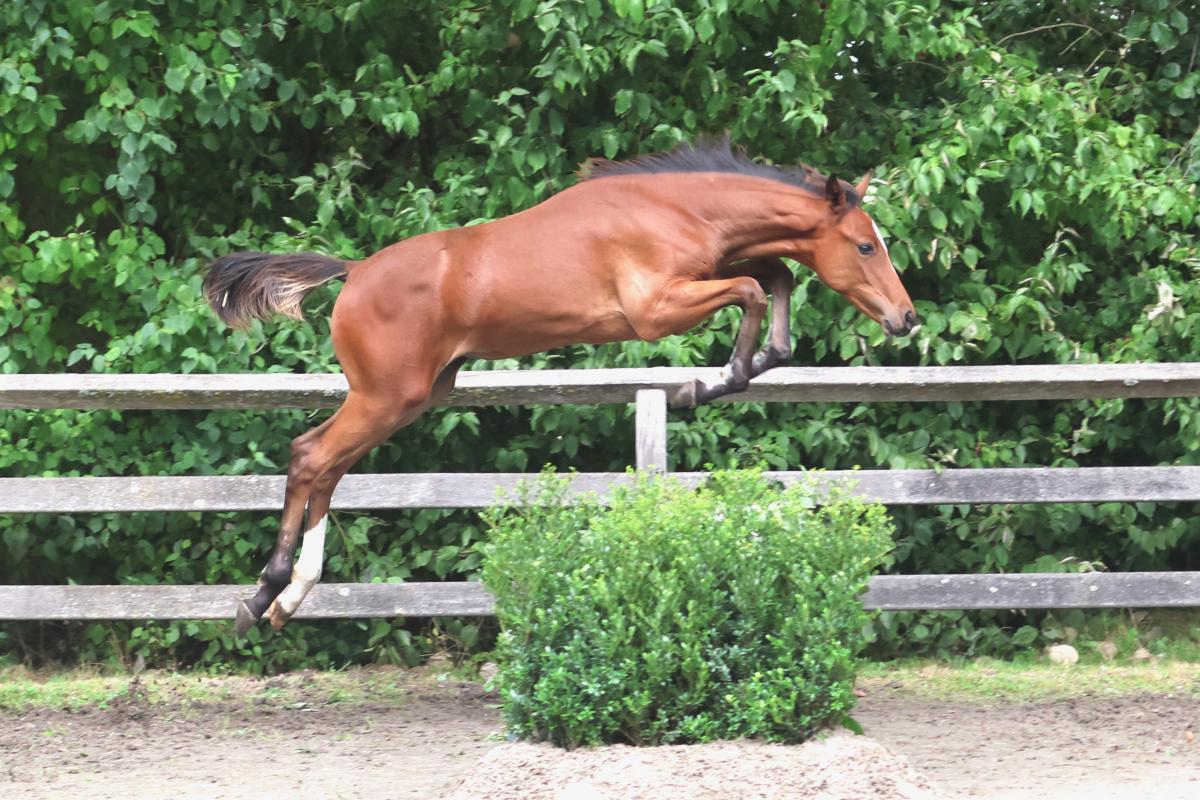 paard-3j3a9137.jpeg