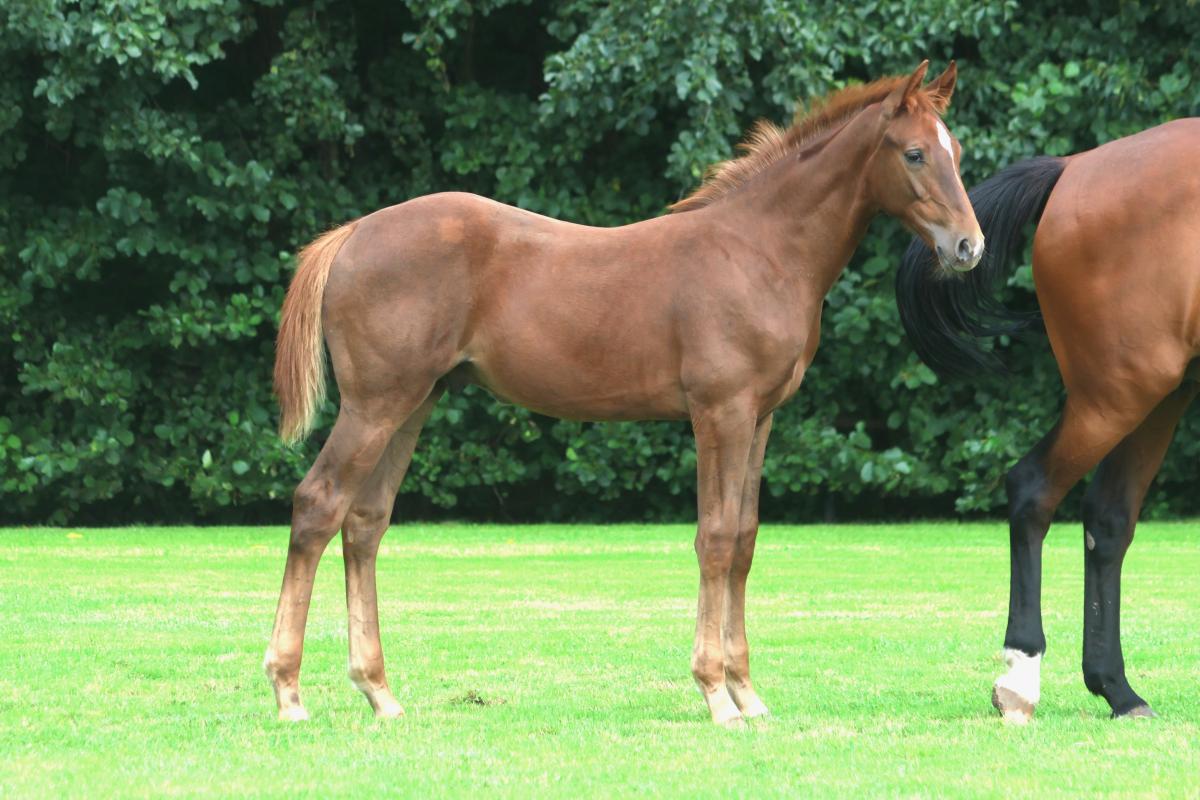 paard-3j3a9253.jpeg