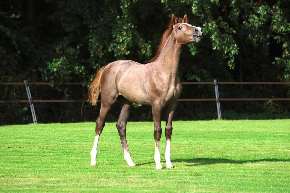 paard-3j3a9360.jpeg