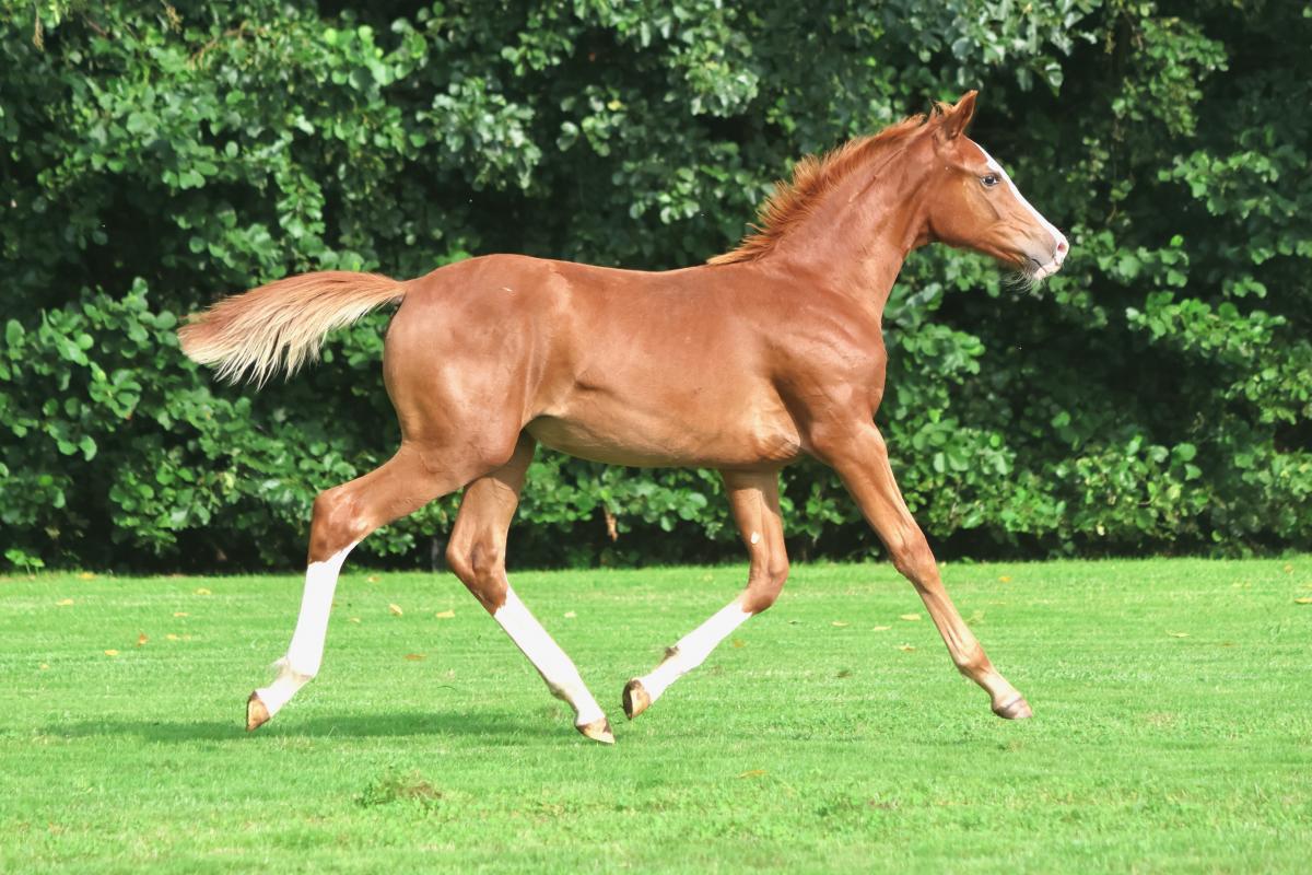 paard-3j3a9388.jpeg