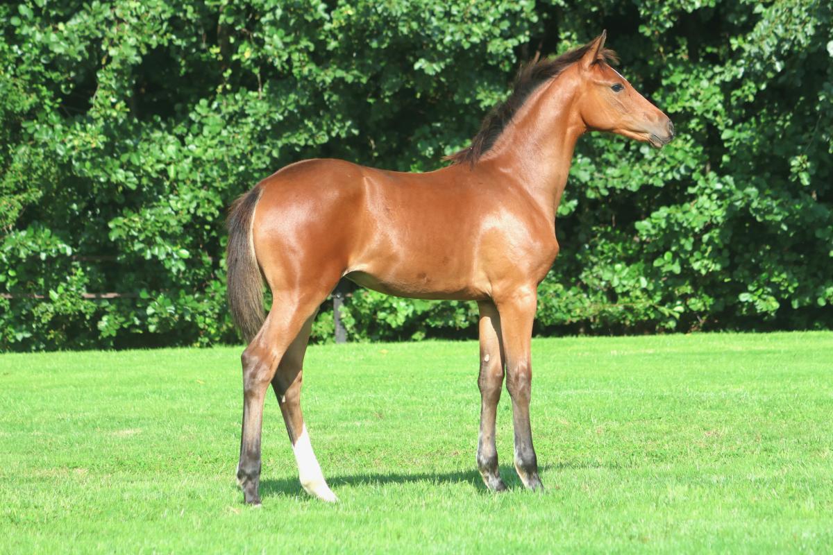 paard-3j3a9403.jpeg