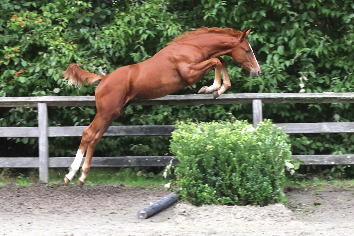 paard-3j3a9430-1.jpeg