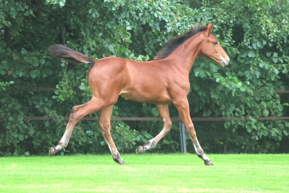 paard-3j3a9580-1.jpeg