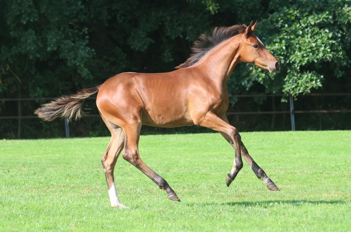 paard-3j3a9779.jpeg