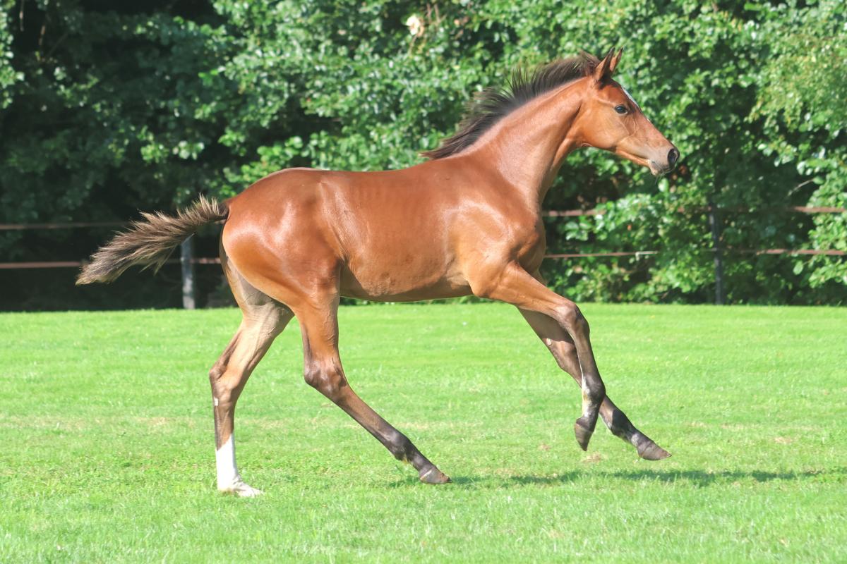 paard-3j3a9787.jpeg
