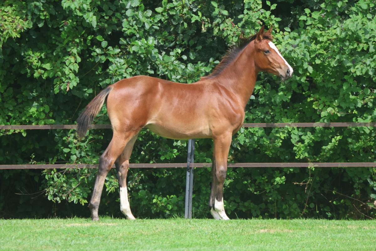 paard-3j3a9792.jpeg