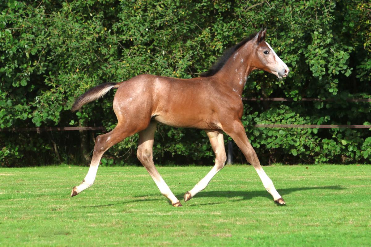 paard-3j3a9893.jpeg