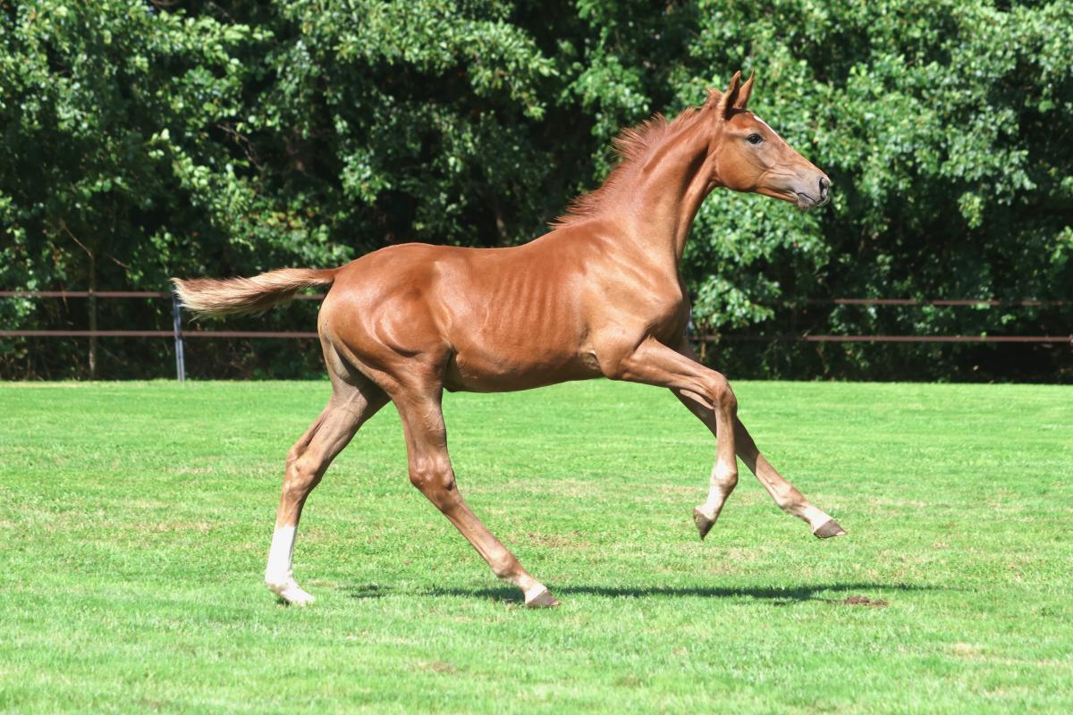 paard-3j3a9947.jpeg