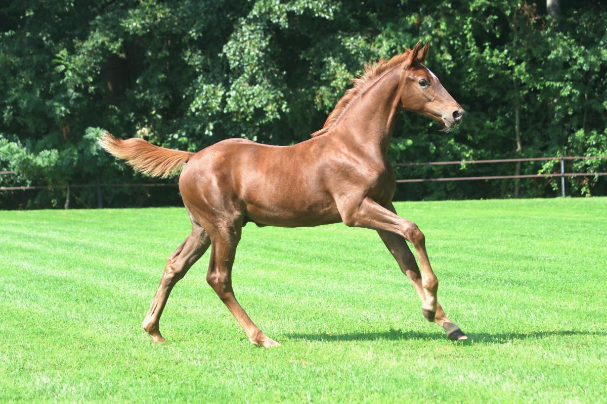 paard-3j3a9985.jpeg