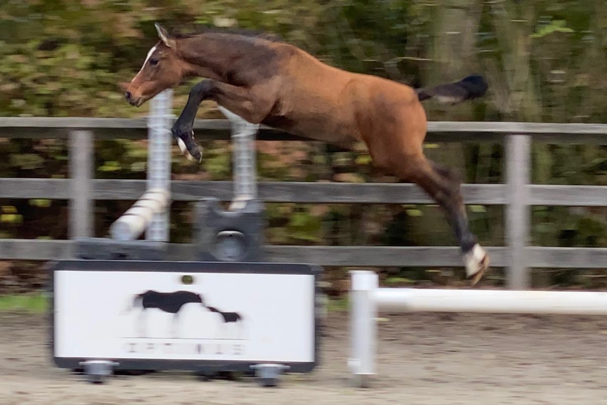 paard-miss-optima-sprong.jpg
