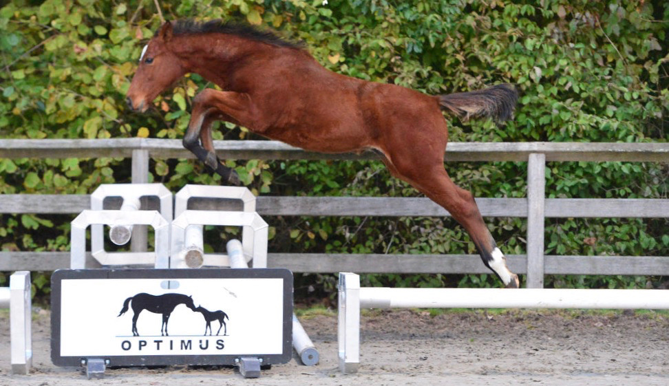 paard-toscana-sprong.jpg