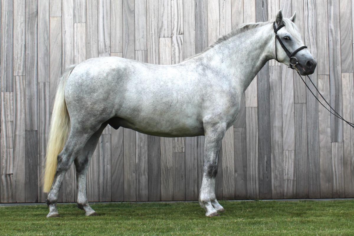 paard-troubadour-gras-150137.jpg