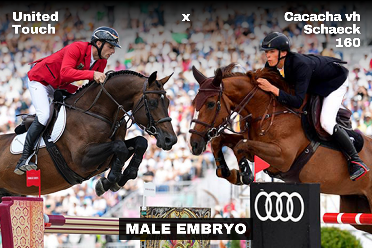 paard-united-t-x-cacacha-male-160118.png