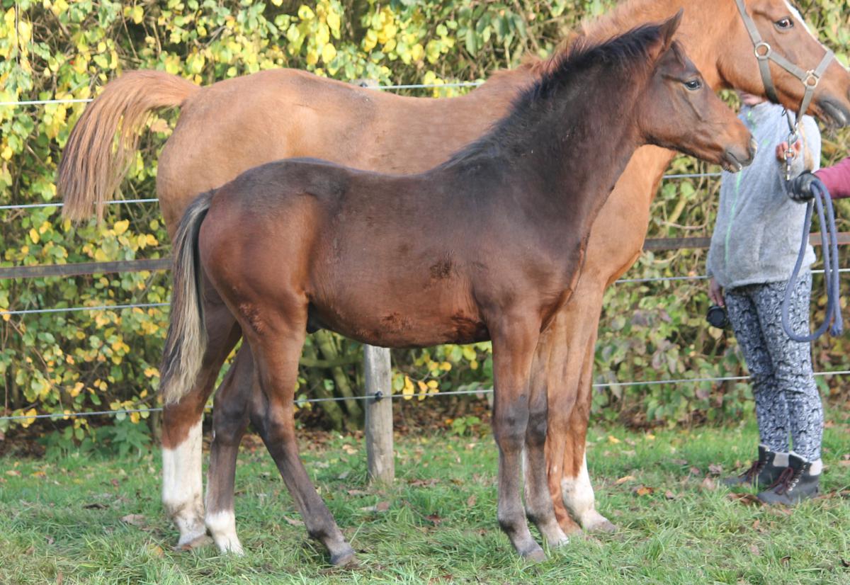 paard-wallander-134054.jpg